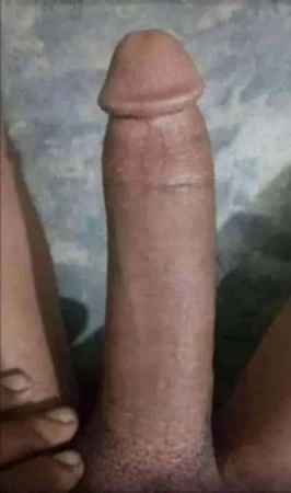 Penis 