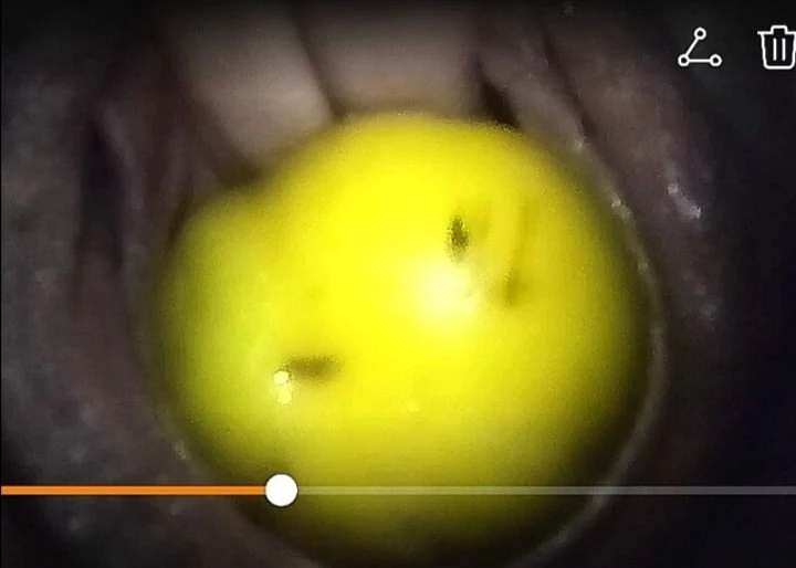 Limonla doldurulmuş