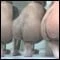 Peitschie cbt