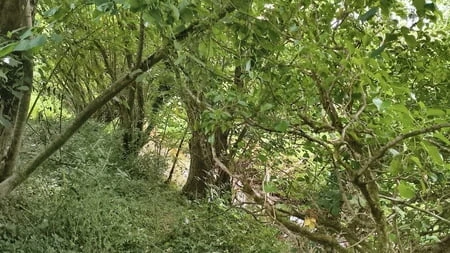 Nehir 🌲 kenarında boşalma
