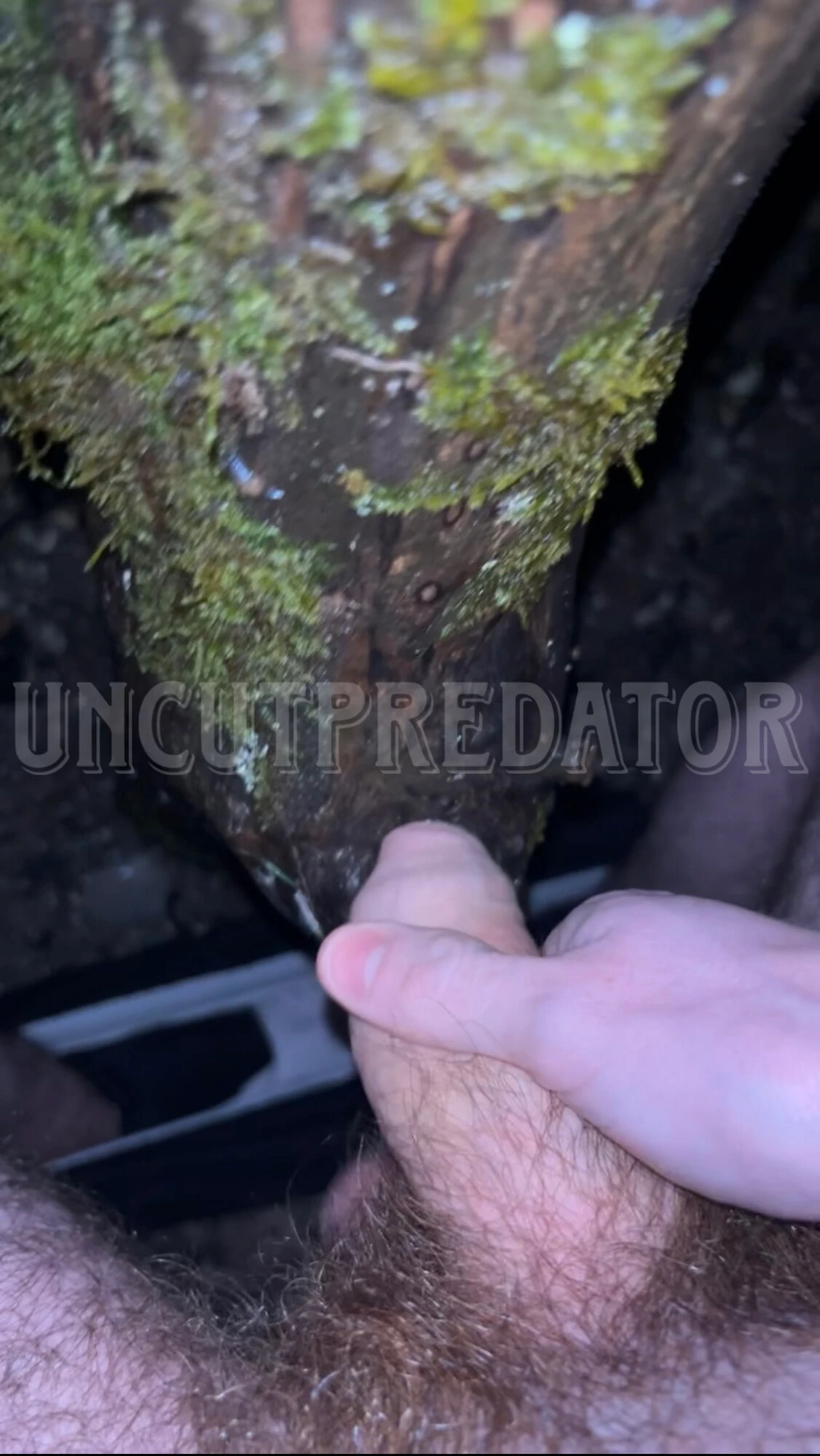 Ağaç deliğinde yarak