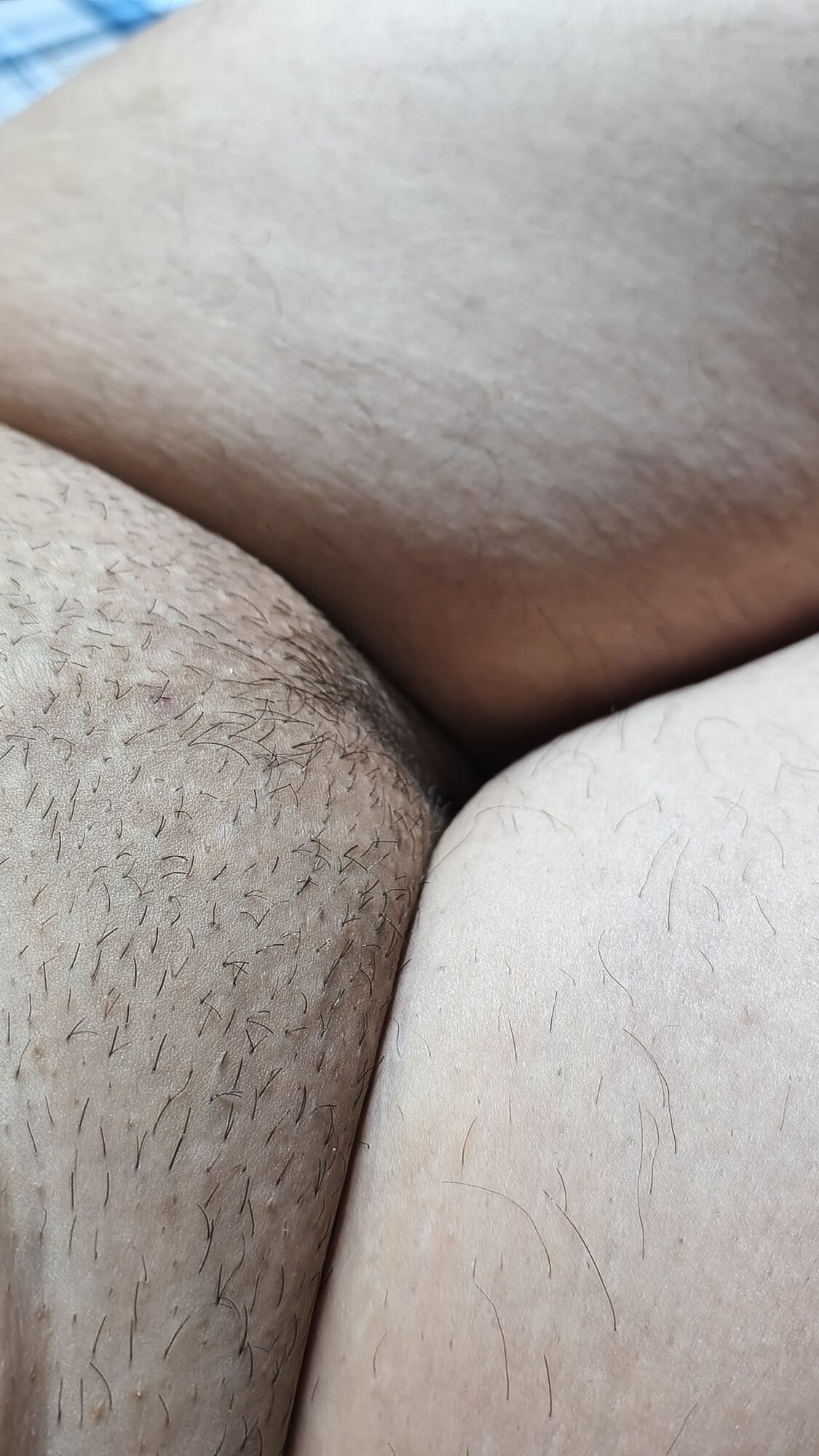 Kedi