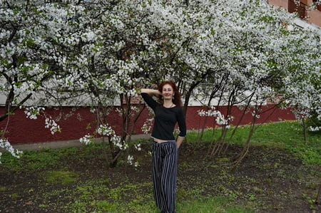 Beyaz Kiraz Çiçekleriyle