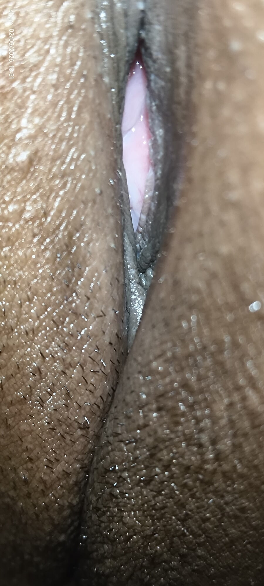 Kedi 
